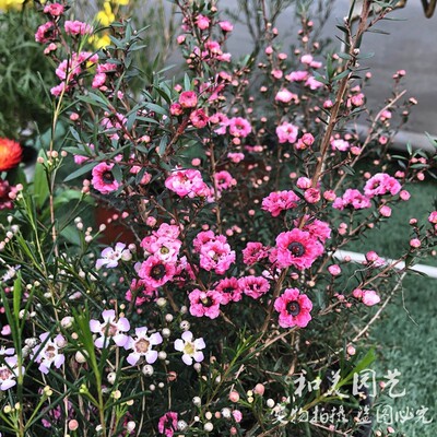 澳洲小叶寒梅 松红梅盆栽 耐寒梅花 进口澳梅 多年生木本花卉包邮