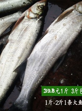 新鲜湖北翘嘴肉质细嫩