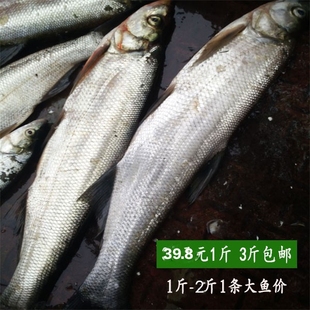 新鲜翘嘴鲌翘嘴巴翘嘴白刁子鱼大白刁淡水鱼500g现杀现发