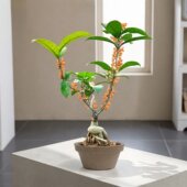 老月桂四季 多年生花卉盆栽好养活室内花老桩嫁接耐寒丹桂金桂盆景