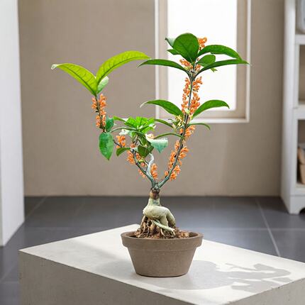 老月桂四季多年生花卉盆栽好养活室内花老桩嫁接耐寒丹桂金桂盆景