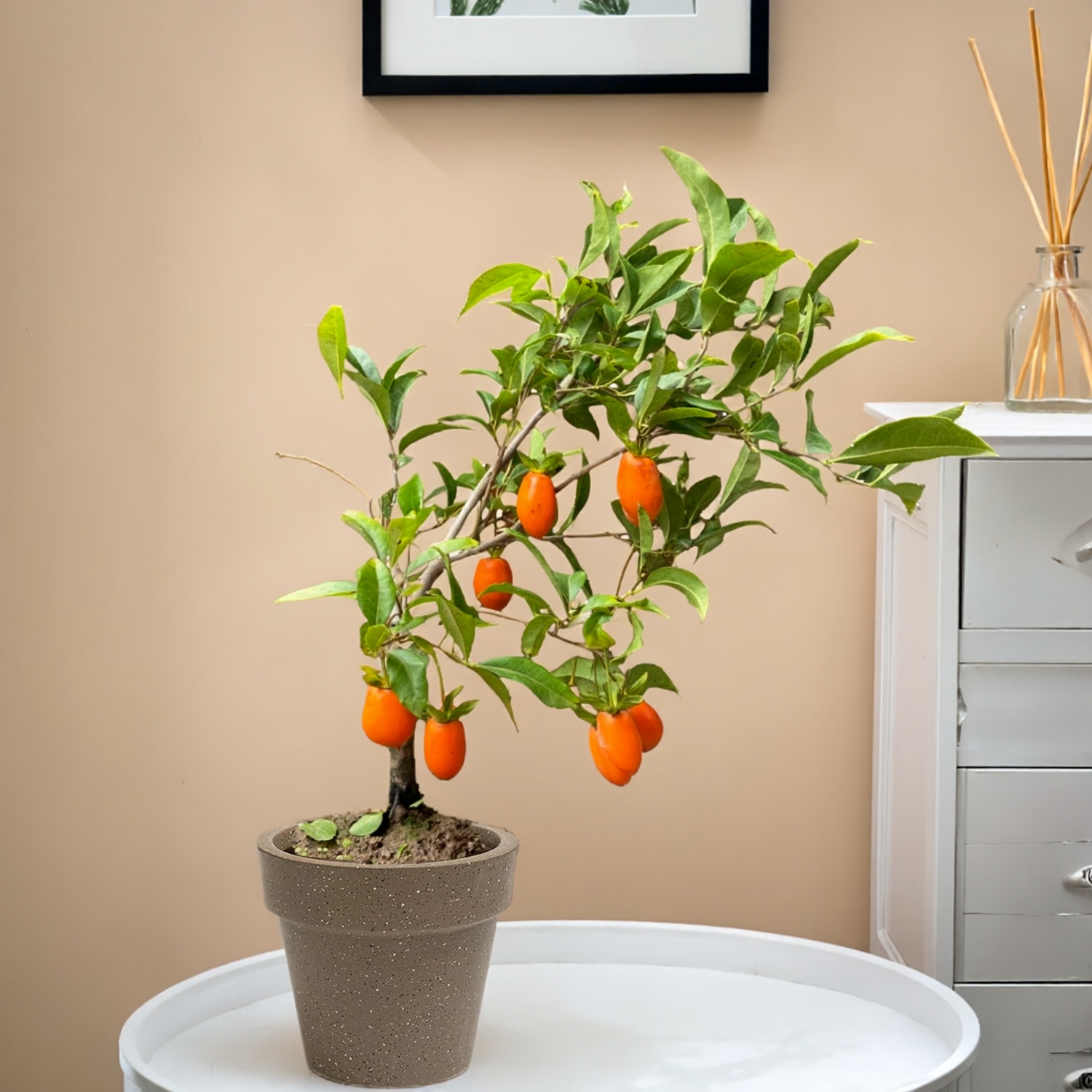 金弹子老鸦柿子树苗盆景