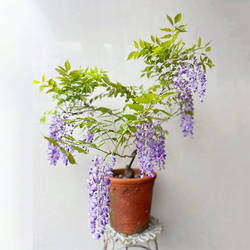 紫藤盆景紫藤萝盆景绿植盆栽爬架廊架凌霄爬墙瀑布花葡萄架藤本