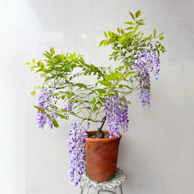 紫藤萝盆景爬墙瀑布花紫藤盆景