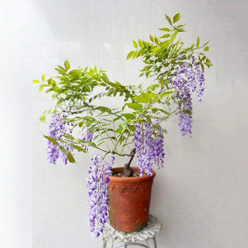 紫藤萝盆景爬墙瀑布花紫藤盆景
