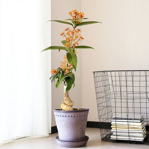 桂花盆景嫁接老桩四季丹桂品种
