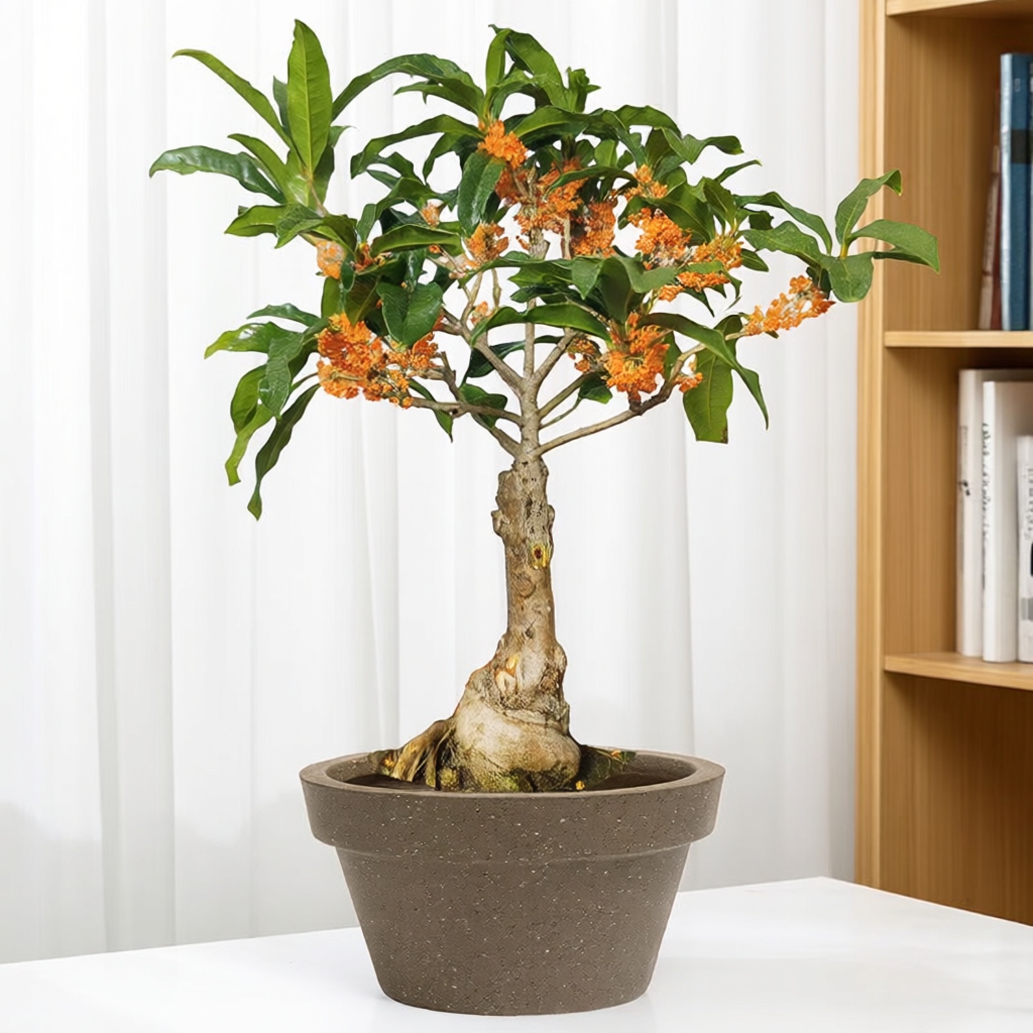 四季桂桂花树苗盆栽金桂树形