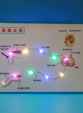 发光膝跳反射弧教具初中生物