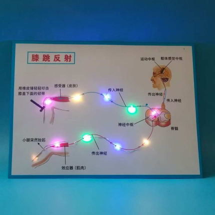 膝跳反射神经教具发光科学实验生物反射弧模型八年级手工作业初中