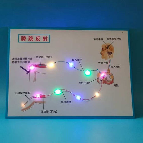 发光膝跳反射弧教具初中生物