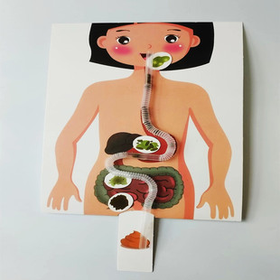 人体食物消化系统模型幼儿园手工材料diy早教益智生物 科技小制作