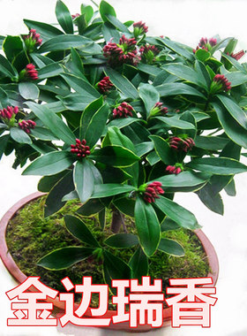 金边瑞香盆栽浓香型带花苞室内老桩客厅观花植物耐寒花卉四季种植