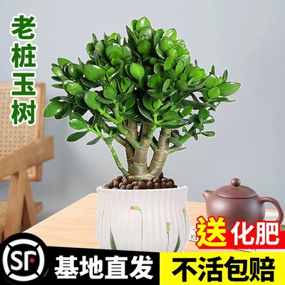 大叶玉树盆栽老桩多肉植物室内绿植四季好养净化空气肉肉树苗大盆