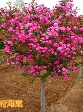 西府海棠庭院四季海棠高杆海棠树苗垂丝海棠花耐寒植物北美海棠花
