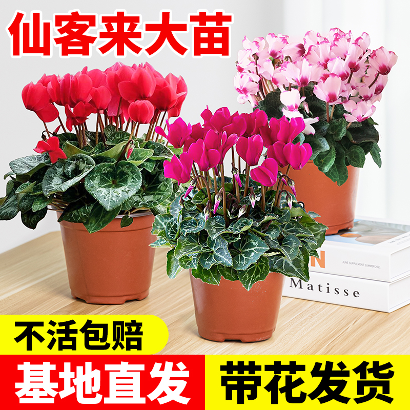 仙客来盆栽花苗兔耳花四季开花重