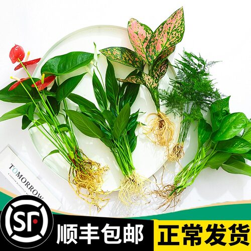 室内水培植物发财树绿萝