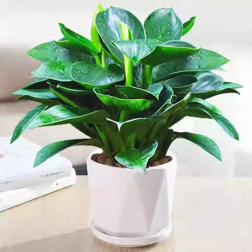 金钻盆栽植物铂金钻黄金葛箩水培大叶绿植多肉办公室内绿植好养花