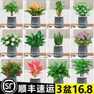 绿萝箩发财树桌面植物栀子花室内盆栽花卉绿植多肉水培好养除甲醛