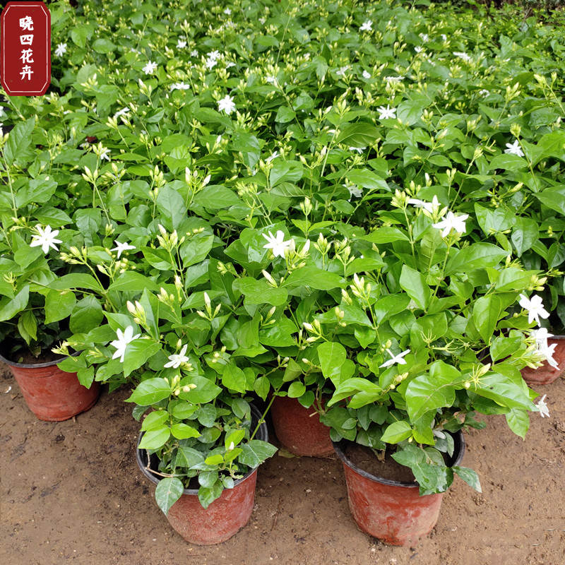 正宗大花单瓣笔尖茉莉花盆栽苗春秋上市花期长夏秋多次开花小乔木