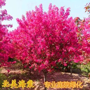 高杆西府海棠花树苗垂丝海棠花卉植物盆栽庭院地栽耐寒耐冻风景树