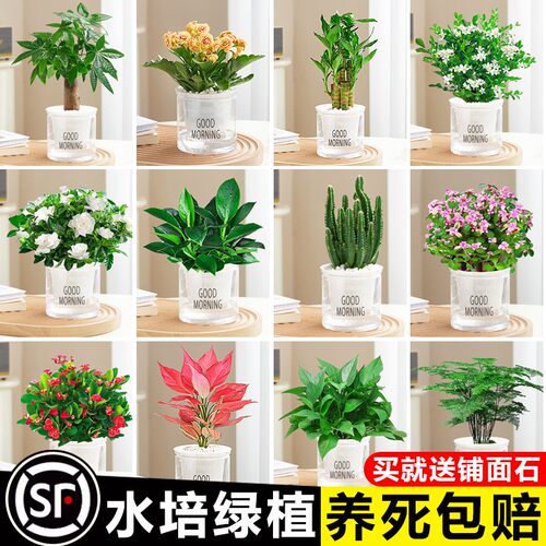 绿萝箩发财树文竹办公室内花卉盆栽小绿植客厅植物水培好养除甲醛