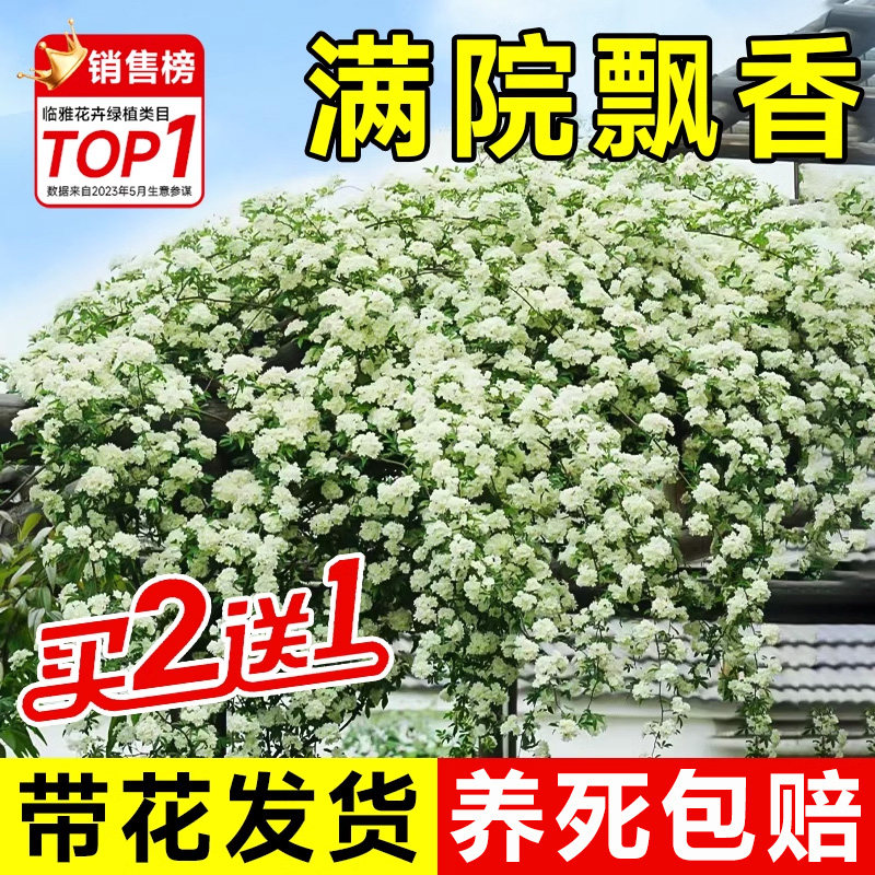 白木香花苗爬藤植物花卉重瓣红黄木香花树苗庭院蔷薇四季开花盆栽图片