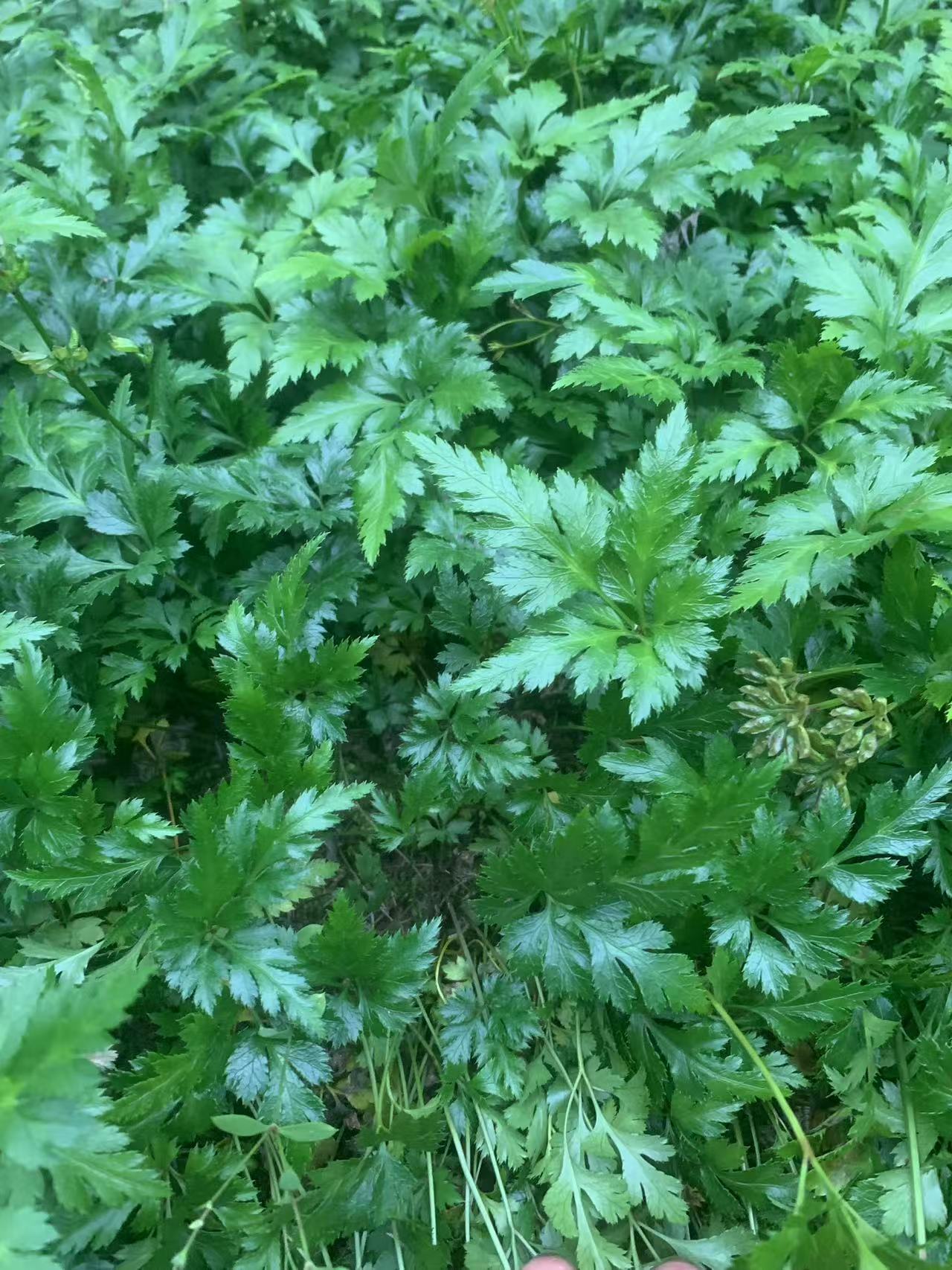 鸡爪黄连苗，产地直销，现挖现发，价格实惠