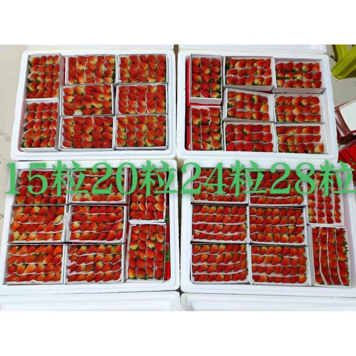 云南双流四季商用草莓冰糖葫芦奶草莓