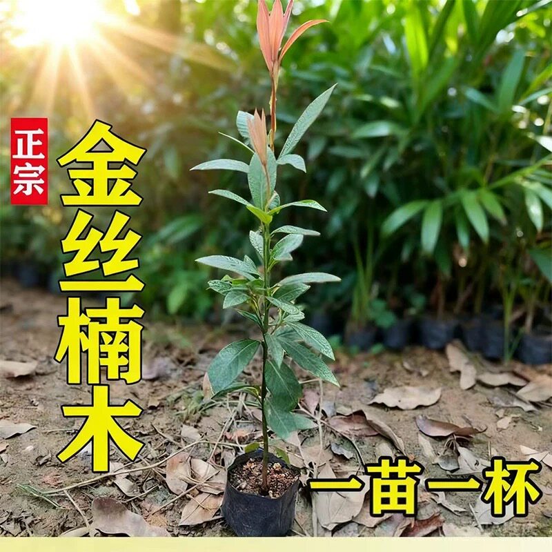 正宗四川小叶金丝楠木树苗
