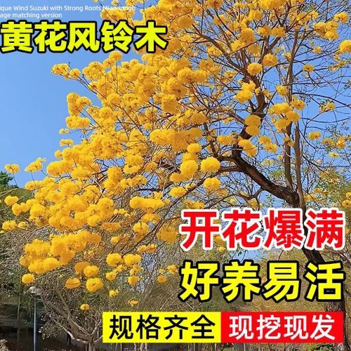 进口黄花风铃木树苗别墅庭院校园行道树风景树多花红花紫花风铃木