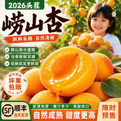 青岛崂山当季新鲜纯甜杏子