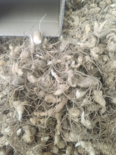 高产多花黄精苗滇黄精苗多花不倒苗黄金改良黄精苗