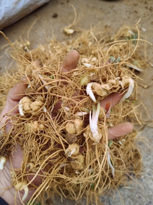 滇黄精籽育苗3年苗块茎全牙