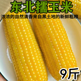 9斤几戈东北黑龙江黄糯玉米软糯香甜北纬47°种植3小时锁鲜铝箔装