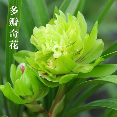 兰花春兰九仙牡丹室内春季花美