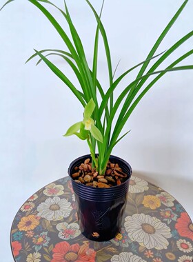 春剑素荷花浓香易养桌面绿植