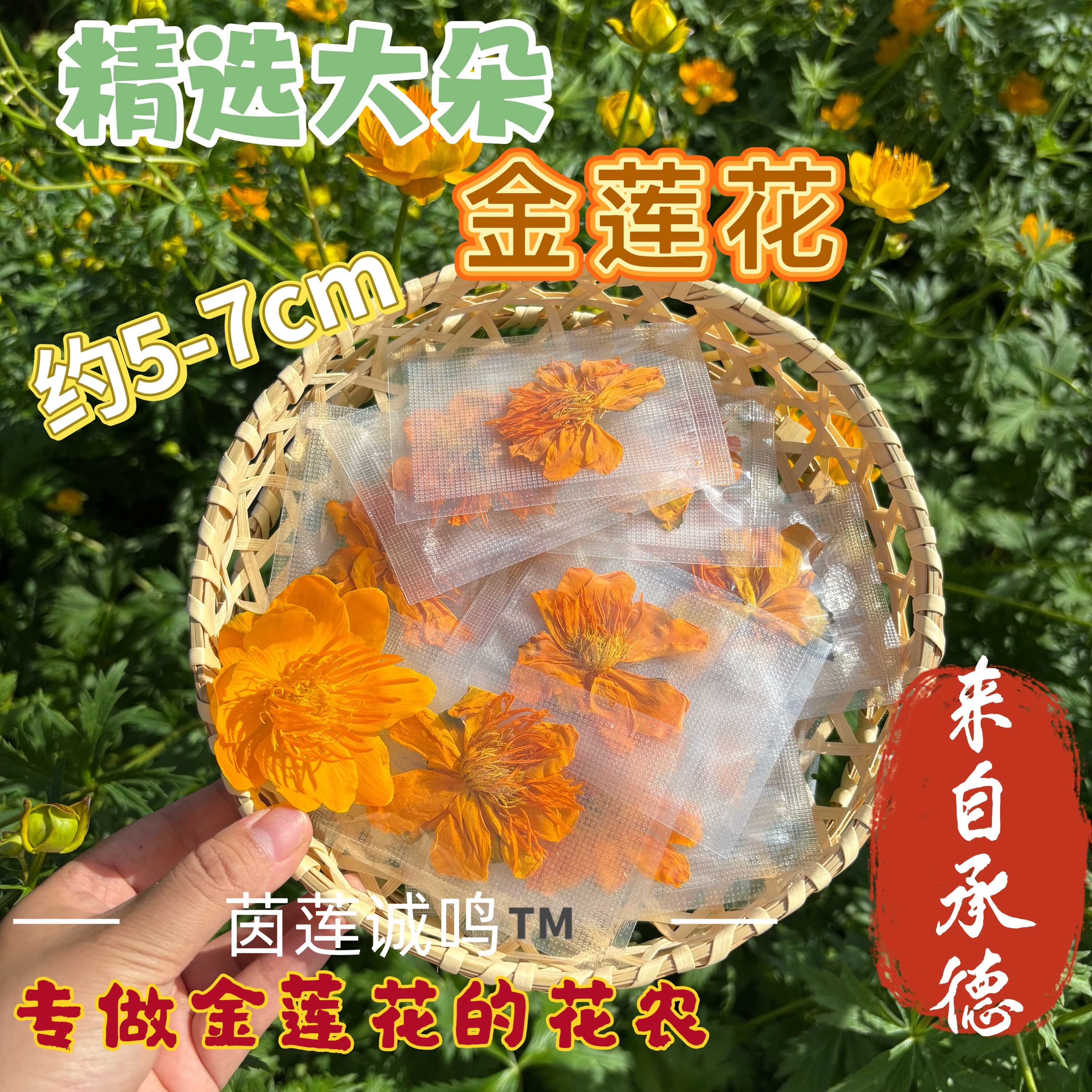金莲花大朵整花伴手礼承德特产
