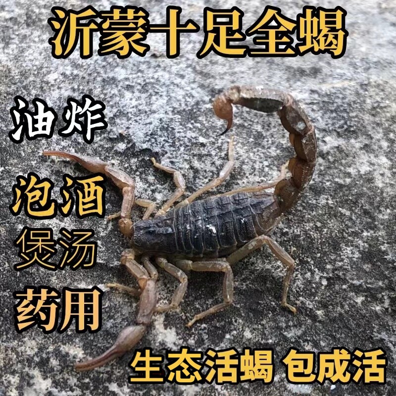 沂蒙全蝎歇子食用野性十足