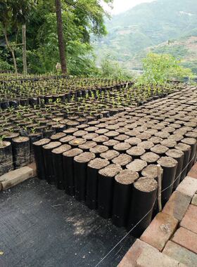 黑色加厚柑橘育苗袋脐橙果苗桶沃柑嫁接育苗袋柠檬营养袋可定制