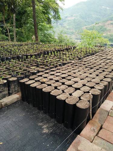 黑色加厚柑橘育苗袋脐橙果苗桶沃柑嫁接育苗袋柠檬营养袋可定制