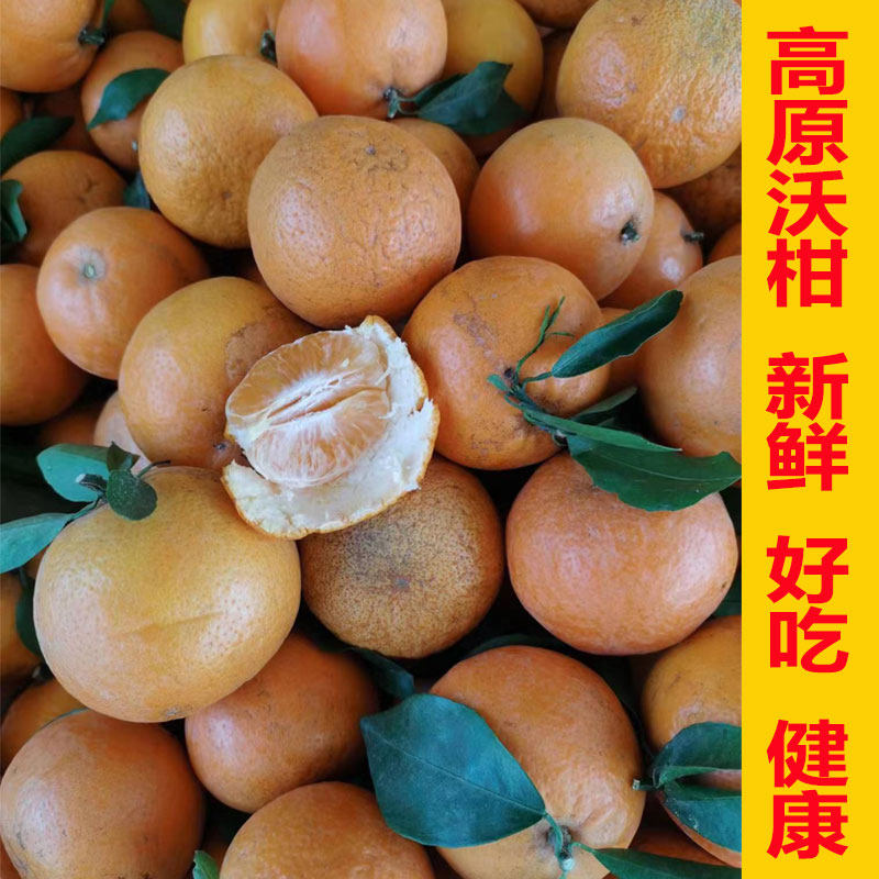 云南高原新鲜沃柑橘子现摘现发老桔子