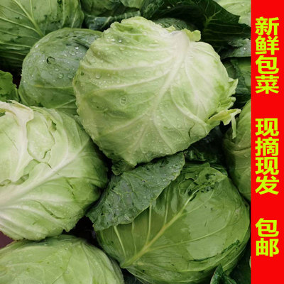 云南绿甘蓝莲花白农家自种新鲜蔬菜包包菜包心菜现摘现发包邮