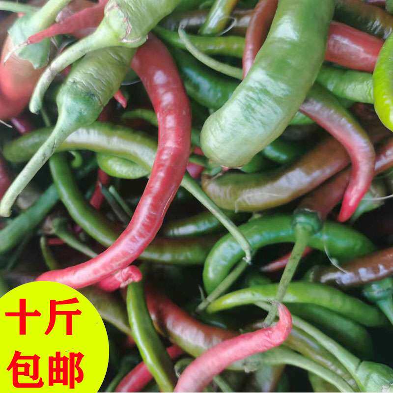 云南新鲜二荆条线椒红绿混合小米