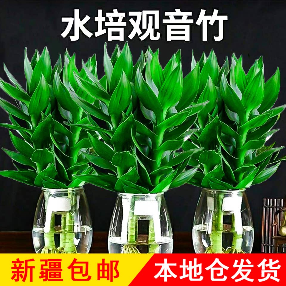 新疆包邮水培观音竹好养花卉
