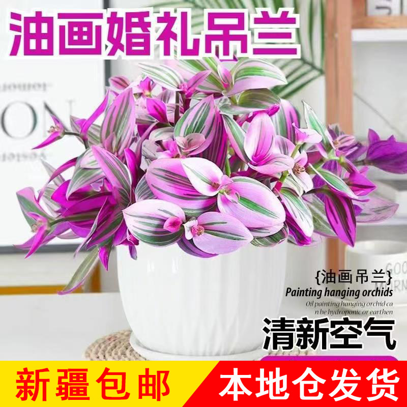 只发新疆多肉植物油画婚礼盆栽室内植物观叶紫露草吊兰好养花卉