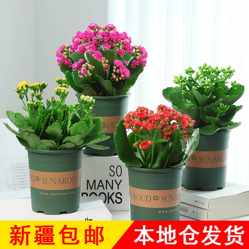 四季开花好养的花卉植物长金寿花
