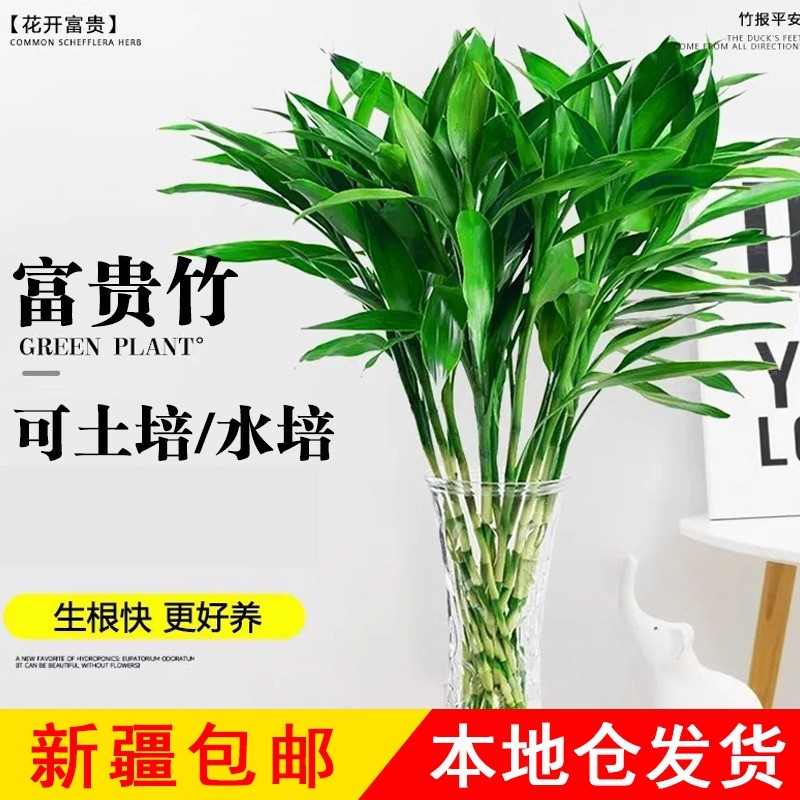 新疆包邮富贵竹水养水培植物室内水培绿植