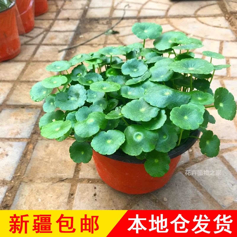 铜钱草盆栽水培植物室内绿植