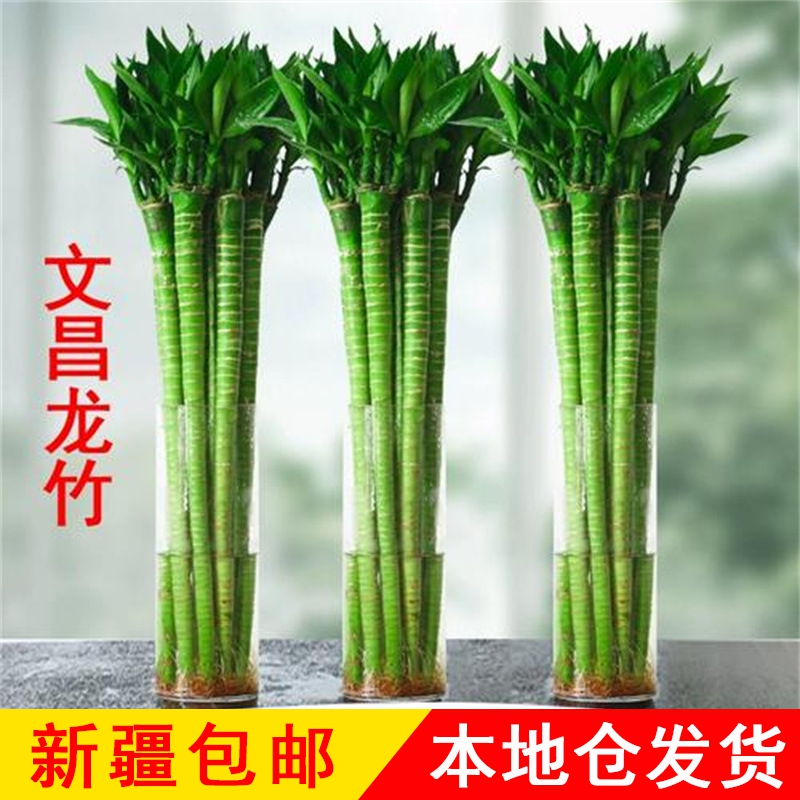 新疆包邮带根文昌竹龙竹水养书房水培绿植室内客厅植物盆栽竹