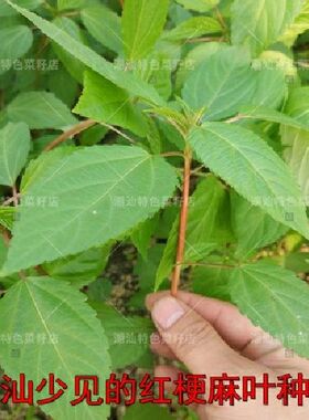 潮汕麻叶红白高产阳台盆栽种籽